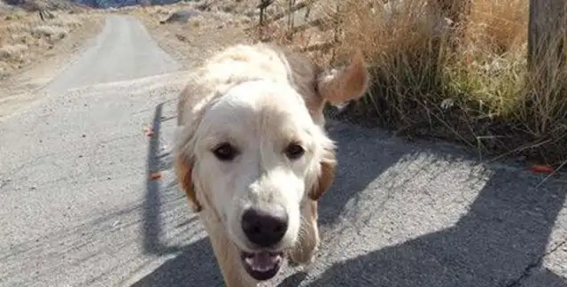The female driver found a single golden hound on the way