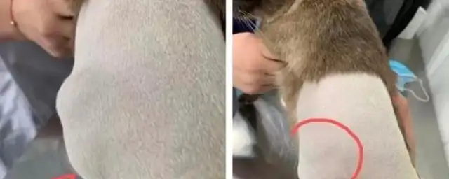 Caution! Cats get rabies, you don't know