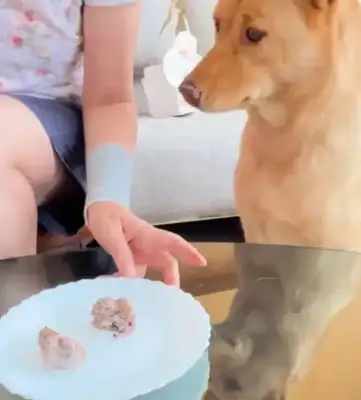 Wang Ming-ho and Luo's moon cakes are too much to feed to dogs