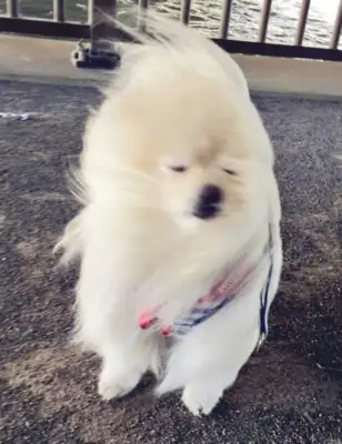 Little Bo-mi was blown into shape in the wind, but somehow turned into a cyber red man