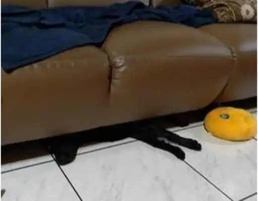 The black dog broke the house while the owner was gone, afraid he'd be stuck on the drill couch