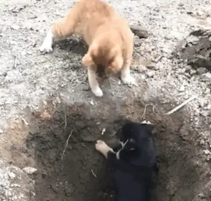 The orange cat lures the dog to the pit. Cat: Come on, jump and eat