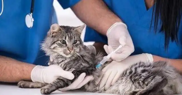 Caution! Cats get rabies, you don't know