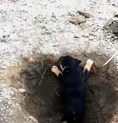 The orange cat lures the dog to the pit. Cat: Come on, jump and eat