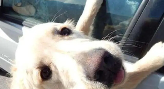 The female driver found a single golden hound on the way