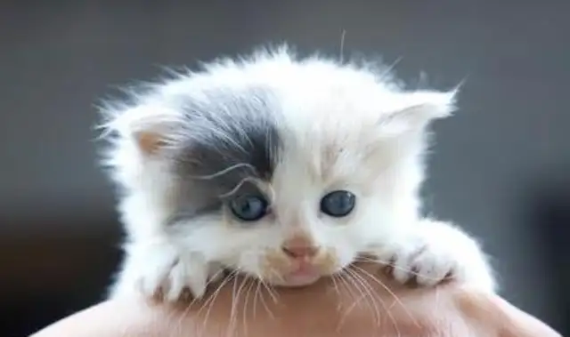 Caution! Cats get rabies, you don't know