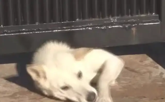Vagrant dogs persist in being