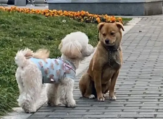 A stray dog with a chain around his neck, and a pet dog with an enviable eye