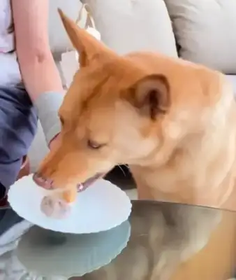 Wang Ming-ho and Luo's moon cakes are too much to feed to dogs