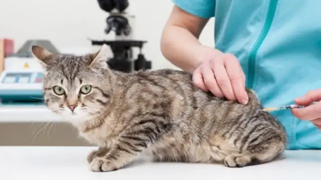 Caution! Cats get rabies, you don't know