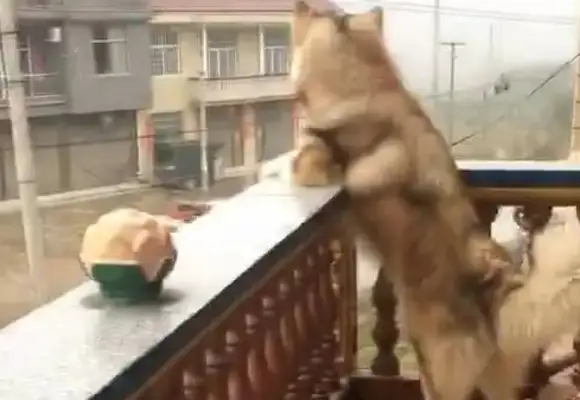 The dog's been crying about it. She's waiting for her master to pick it up