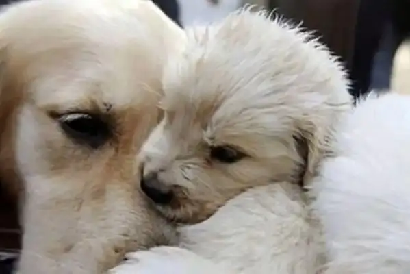 Mama golden with the master sold the dog, stopped licking the baby a few times in the middle of the trip