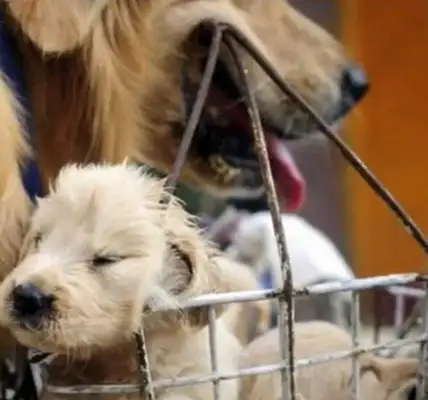Mama golden with the master sold the dog, stopped licking the baby a few times in the middle of the trip