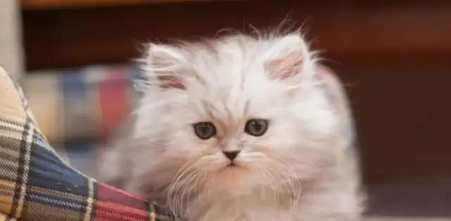 Caution! Cats get rabies, you don't know