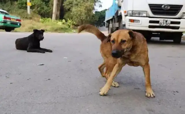 The untied dog was crushed to death by a car, the owner was crying, walking with the dog, tied to the dog