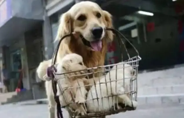 Mama golden with the master sold the dog, stopped licking the baby a few times in the middle of the trip