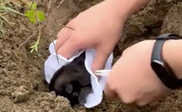 I found a new puppy on the side of the road