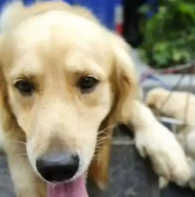 Mama golden with the master sold the dog, stopped licking the baby a few times in the middle of the trip