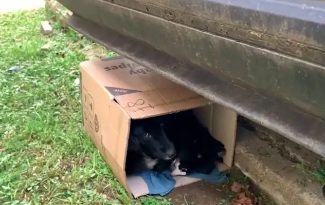 The pregnant dog was abandoned by the owner in the street, and was in a state of depression