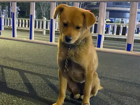 A stray dog with a chain around his neck, and a pet dog with an enviable eye