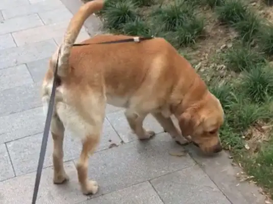 The untied dog was crushed to death by a car, the owner was crying, walking with the dog, tied to the dog