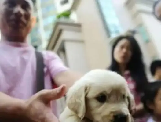 Mama golden with the master sold the dog, stopped licking the baby a few times in the middle of the trip