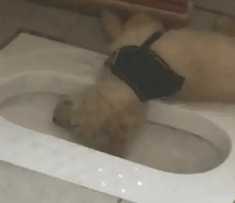 The doggy fell to bed by the toilet, and it's all smoky. Is it drunk