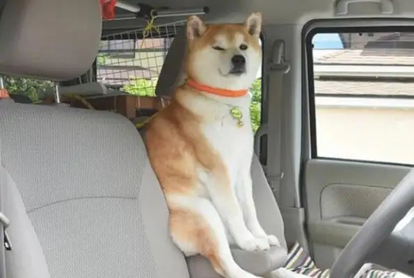 Every time a wooddog rides, he sits in the front chair. Let's go