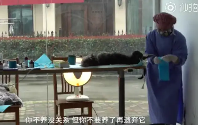 Residents are calling for the sterilization of stray cats and dogs