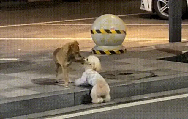 A stray dog with a chain around his neck, and a pet dog with an enviable eye