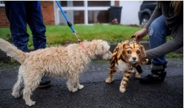 The dog shaves into a tiger, and a British girl dyes the dog into a tiger fur red net