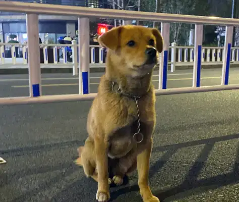 A stray dog with a chain around his neck, and a pet dog with an enviable eye