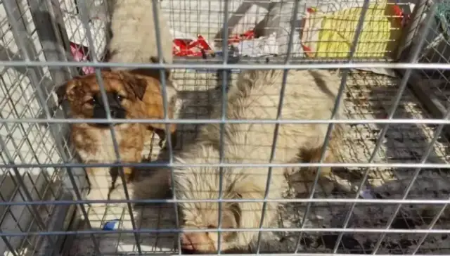 The hounds and stray dogs are concentrated in the operation