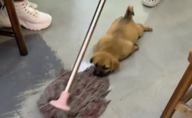 When the master drags the floor, the dog bites the mop head down on the floor