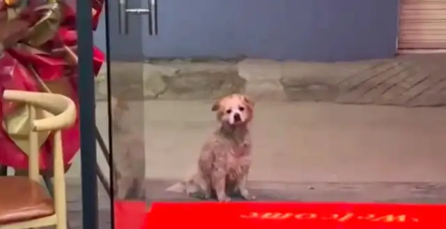 The boss is kind enough to feed the stray dog. He'll pay for it