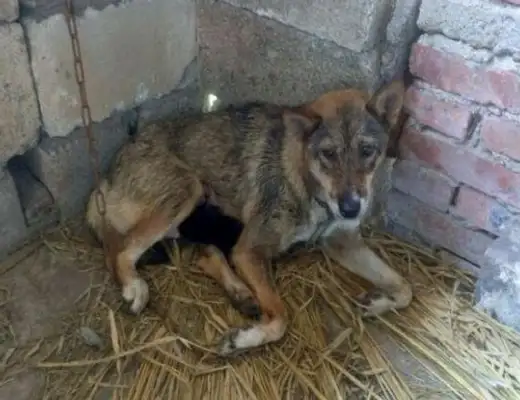 The dog squeals at night, the master does nothing, and the day after dawn is a teary scene