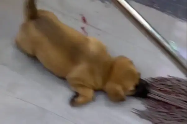 When the master drags the floor, the dog bites the mop head down on the floor