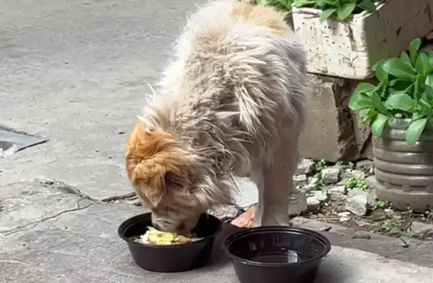 The boss is kind enough to feed the stray dog. He'll pay for it