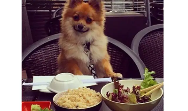 The Chicago Hotel has chefs for pets and cooks for cats and dogs