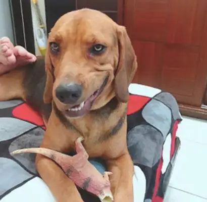 The dog bit off the head of the toy dinosaur and showed a weird smile: I'm good