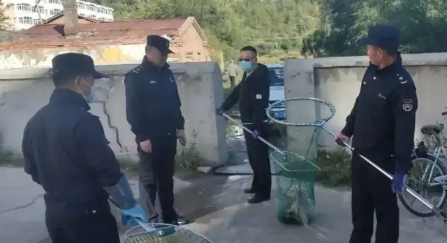 The hounds and stray dogs are concentrated in the operation