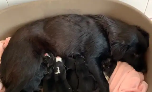The pregnant dog was abandoned by the owner in the street, and was in a state of depression