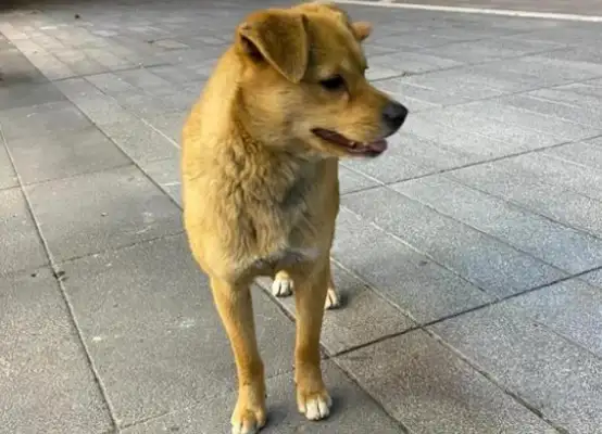 A stray dog with a chain around his neck, and a pet dog with an enviable eye