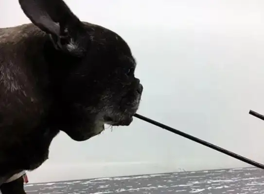 The 11-year-old Bulldog, because he's basically dead, has to keep his dog on the road
