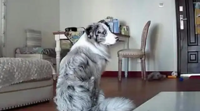 Turn on the monitor, see the dog sitting in the living room, and the next personal behavior, it's tearing