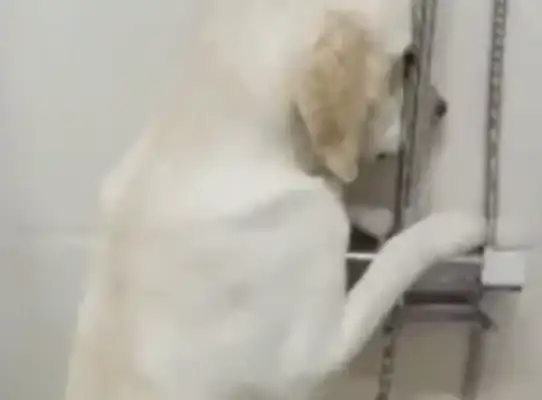 The dog is standing at the master's feet