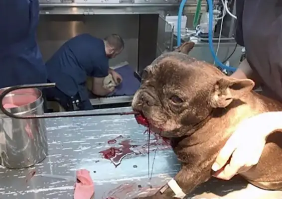 The 11-year-old Bulldog, because he's basically dead, has to keep his dog on the road