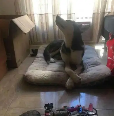As soon as I got to the new house, I gave the owner a calf-guarding dog a second to cure the weapon