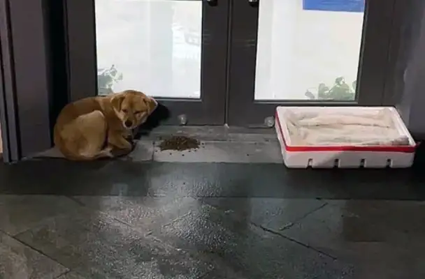 A stray dog with a chain around his neck, and a pet dog with an enviable eye