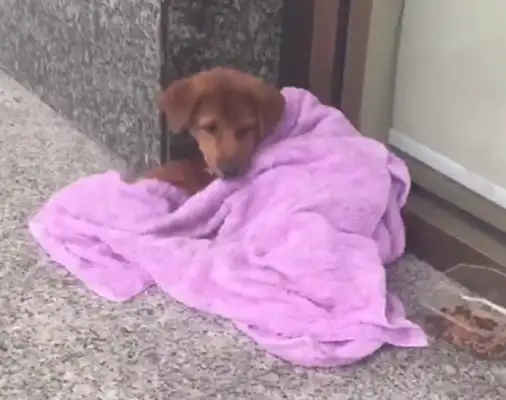 A stray dog is left on the side of the road with his legs cut off, a nice girl takes care of her after adoption, and a new dog